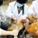اليابان تقرر إتلاف 24 ألف من الدواجن…بسبب أنفلونزا الطيور