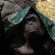 محكمة ارجنتينية تمنح حقوقا انسانية لقرد الأورانيوتان.