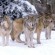 الذئب الرمادي يعود إلى “قائمة الانقراض”