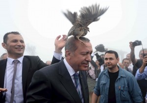 حجل يحط على رأس الرئيس التركي أردوغان