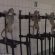 فيديو صادم لتعذيب قرود وكلاب داخل مختبر للسموم